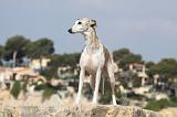 WHIPPET 250